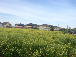 イリーゼ東久留米　東側の菜の花畑（敷地外）